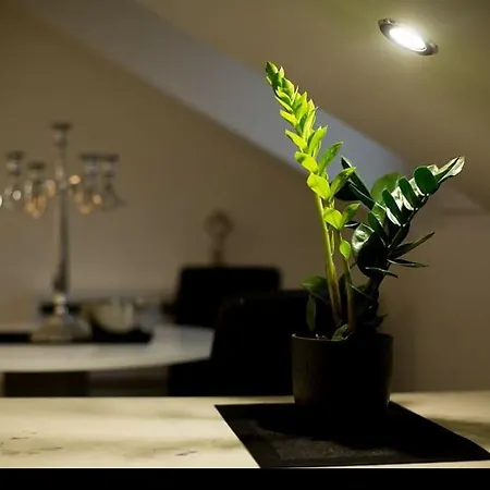 Stan Na Dan Angel Novi Sad